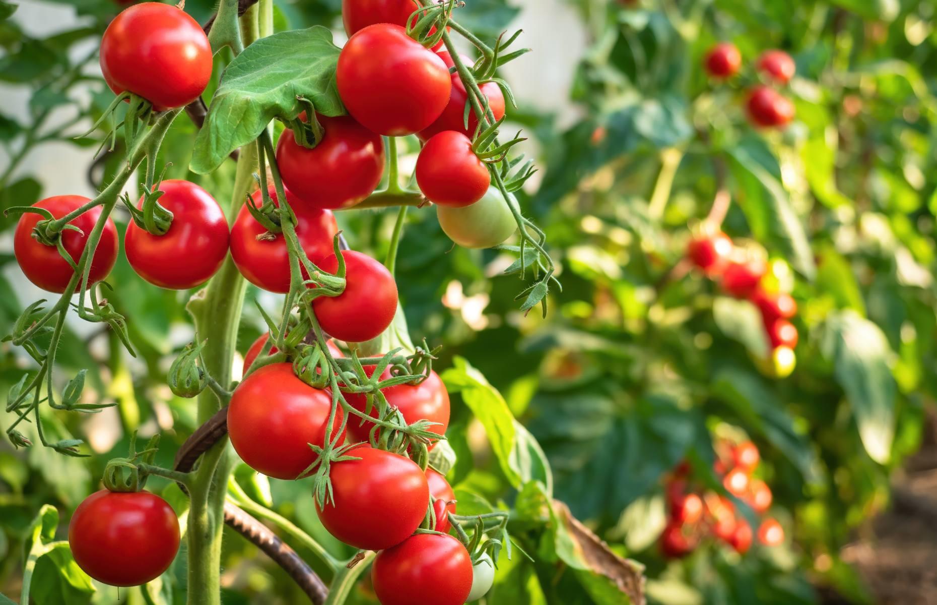 <p>Tomatoes are a good example of a crop that benefits from <a href="https://www.loveproperty.com/gallerylist/80545/growyourown-inventions-that-can-feed-your-family">starting off indoors</a>. All you need is some seed compost, a seed container and propagator, if you have one, a sunny window ledge if you don’t. Sow your seeds at two-inch intervals, cover with a layer of compost and water well. Transfer the seedlings to pots and when they’re bigger and the weather is warmer, you can plant them outside in the ground.  </p>
