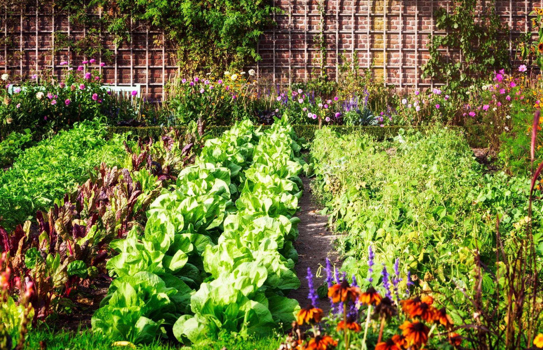 <p>When <a href="https://www.loveproperty.com/news/72799/how-to-start-a-garden">planning your vegetable garden</a>, the first thing to consider is light. Most vegetables and fruits will grow best in full sunshine. Choose a spot that receives at least six, preferably eight hours of full sunshine every day. Some vegetables like cabbage, spinach and radishes can be grown in part shade but no crops will thrive in deep shade. Make sure you pick an area that’s level as this makes watering evenly easier.</p>