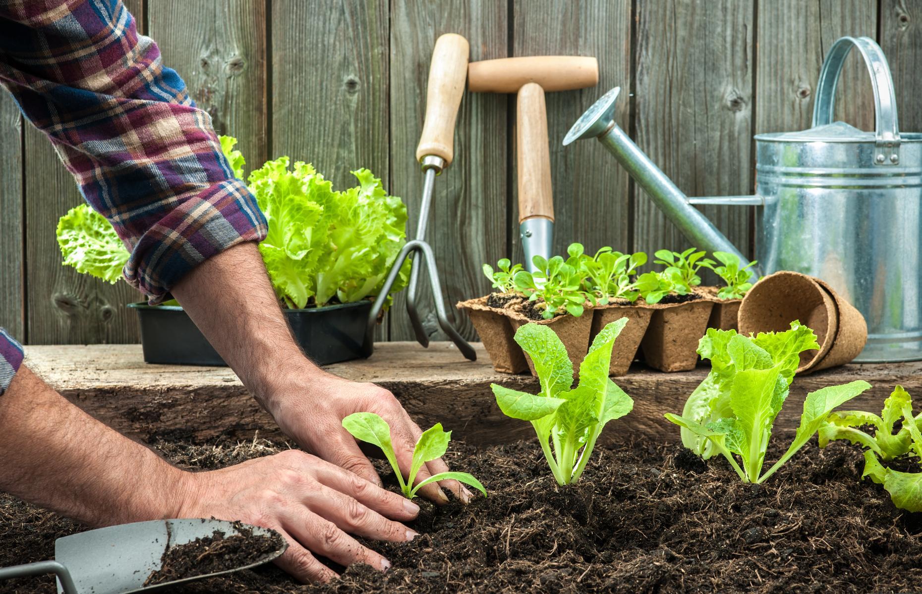 <p>If you want to give your new hobby a decent chance of success, it’s worth investing in the <a href="https://www.gardenersworld.com/product-guides/growing/essential-gardening-tools-list/">right tools</a>. Whether you’re tending a few patio pots or an entire walled vegetable garden, you’ll need a pair of gardening gloves to protect your hands. Secateurs or pruning shears are next, along with a hand trowel for weeding, planting and sowing seeds, and garden classic, a watering can. For bigger jobs, you’ll need a hoe, spade, fork, rake and hose.</p>