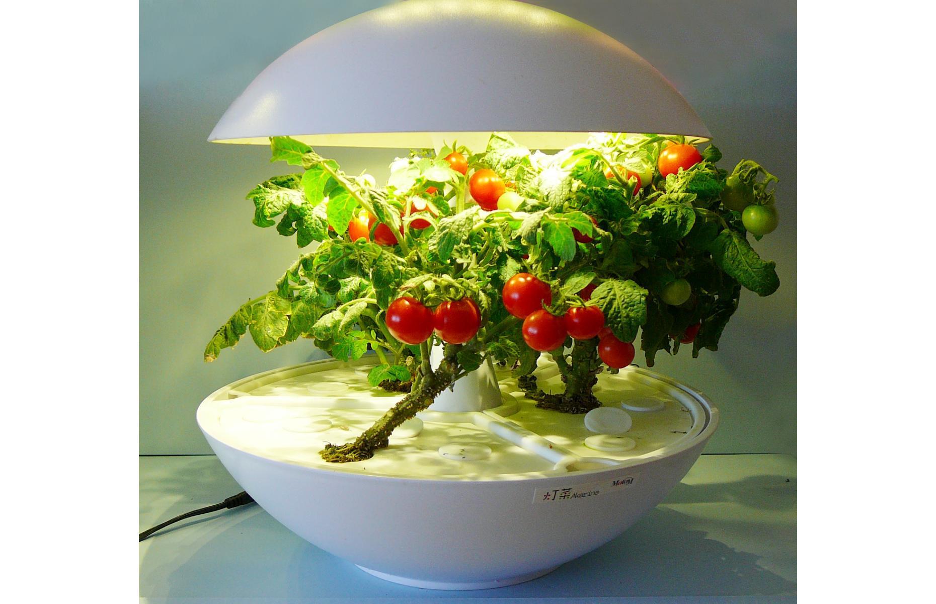 <p>If you really can’t face all that digging and getting your hands dirty but want freshly grown herbs and tomatoes on hand, you might consider one of the impressive <a href="https://www.loveproperty.com/galleries/80545/growyourown-inventions-that-can-feed-your-family?page=1">hydroponic systems</a> currently on the market, which require only water, light and oxygen, along with smart technology, to produce a wide range of produce in urban spaces. Super easy to use and stylish in design, you can have your greens at the flick of a switch…</p>