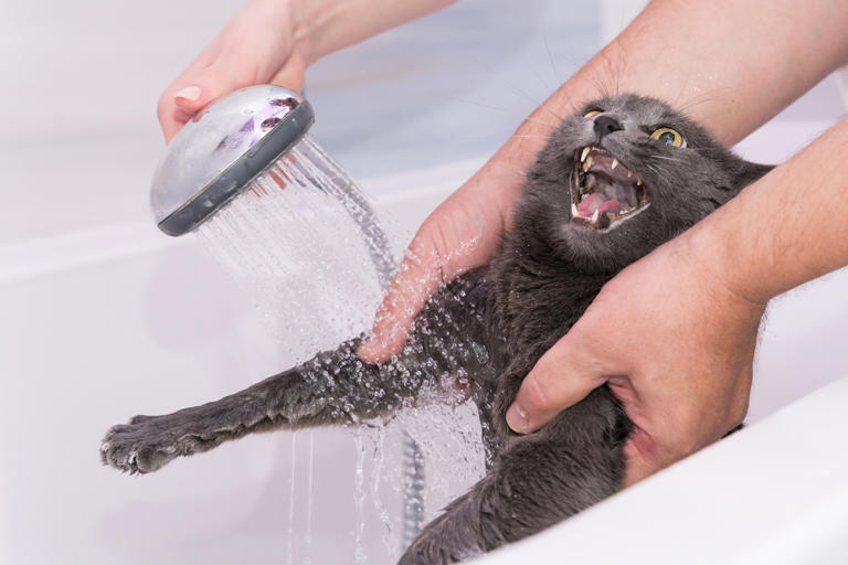 5 Reasons Why Cats Hate Water & How To Train Them To Like It