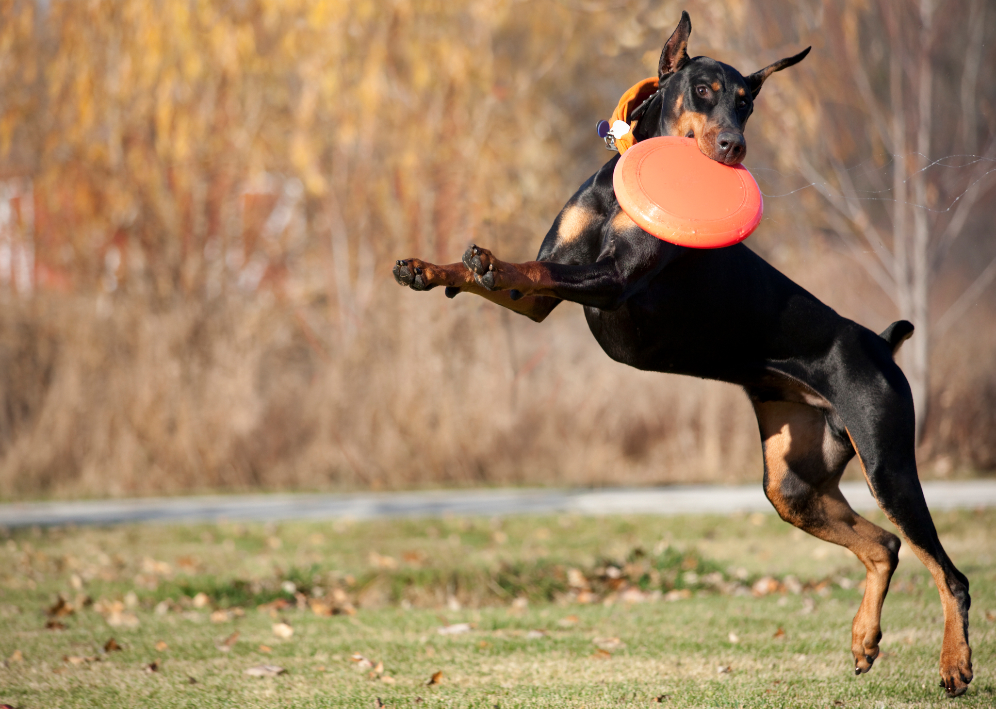 How Doberman Pinschers Can Be The Best Running Partners