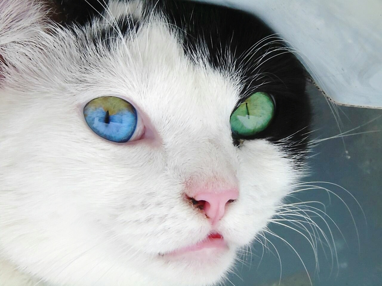 Глазки бывают. Турецкий Ван гетерохромия. Гетерохромия у кошек. Секторная гетерохромия у кошек. Гетерохромия глаз у кошек.