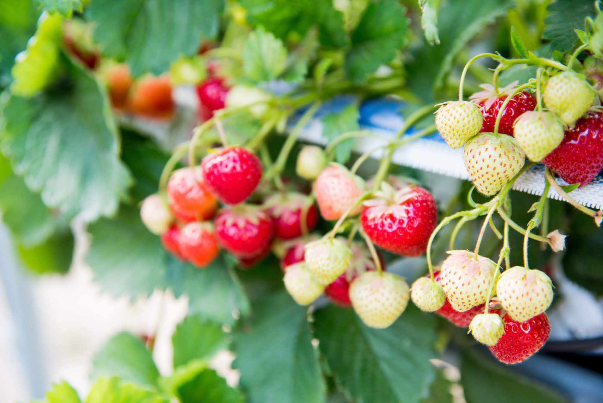When Are Strawberries In Season?