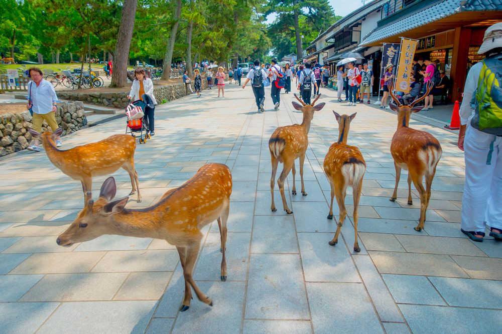 10 Japan Cultural Activities & Attractions For Your Bucket List