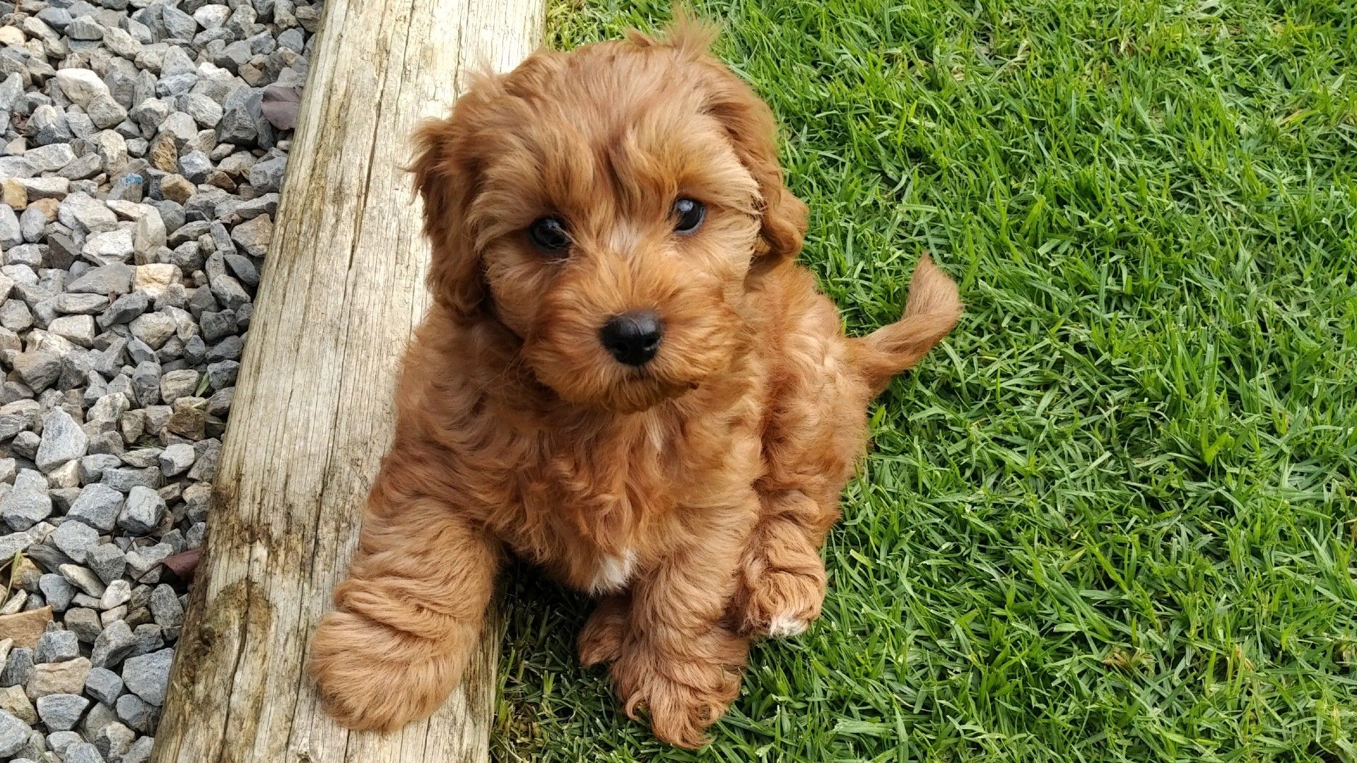 teddy dog bear