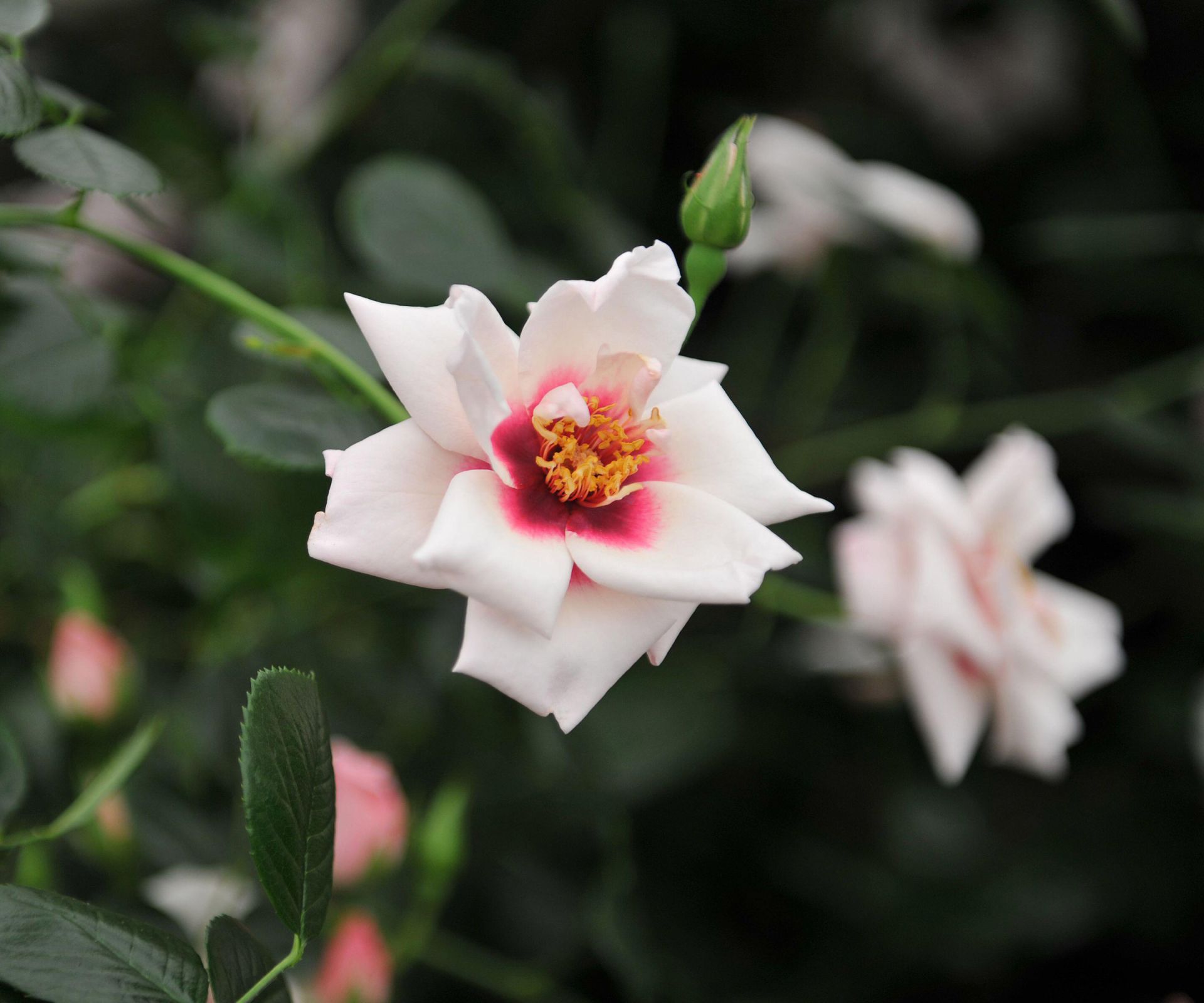 Best climbing roses – 12 charming varieties to add height, scent and color
