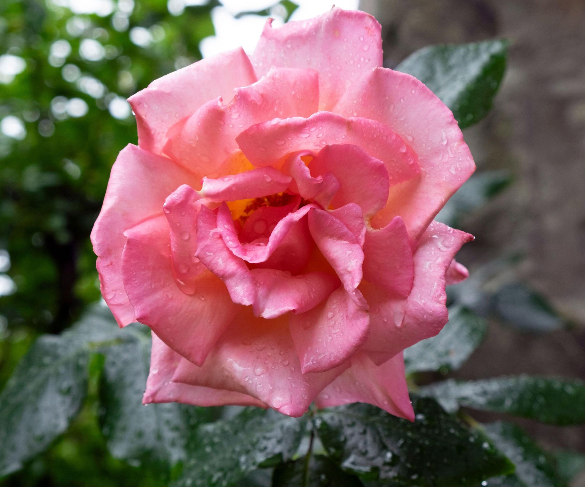 Best climbing roses – 12 charming varieties to add height, scent and color