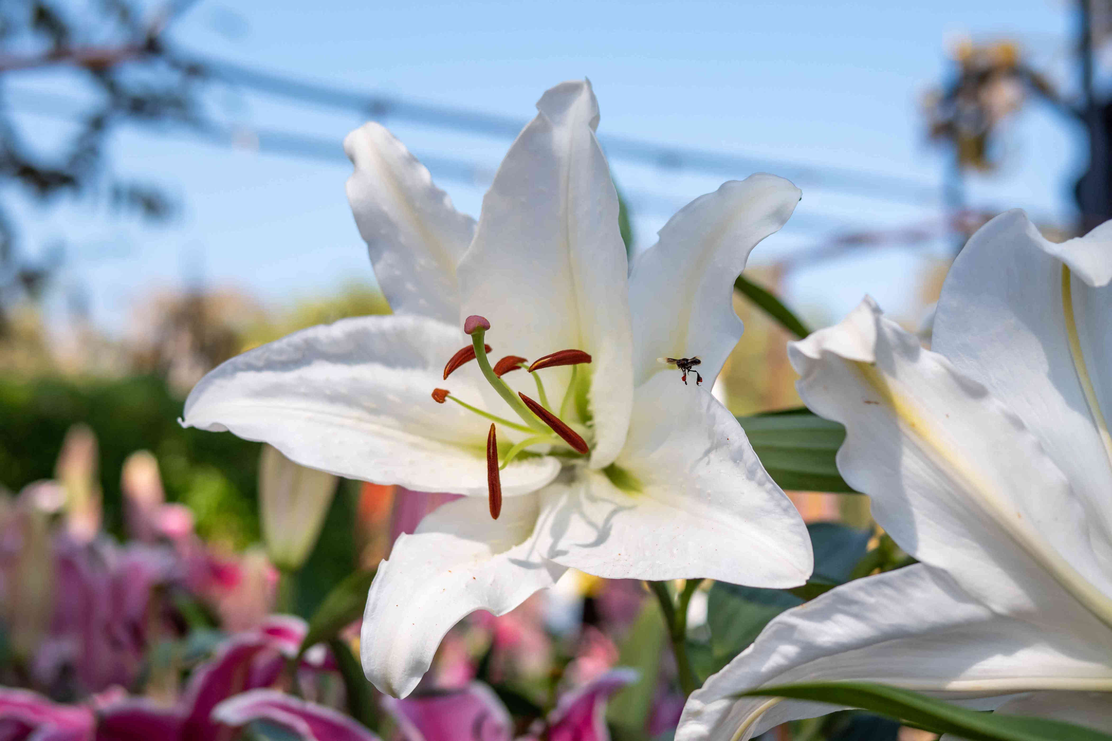 How to Grow and Care for Easter Lily