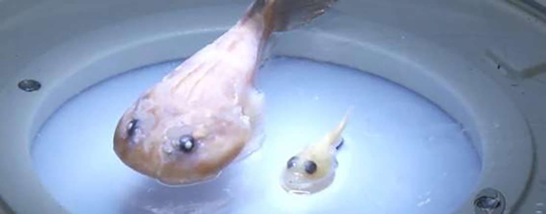 Pesquisadores do Espírito Santo descobriram uma uma nova espécie do chamado peixe-ventosa. Ele tem apenas 2 cm, muito menor do que o peixe desse tipo que já era conhecido.