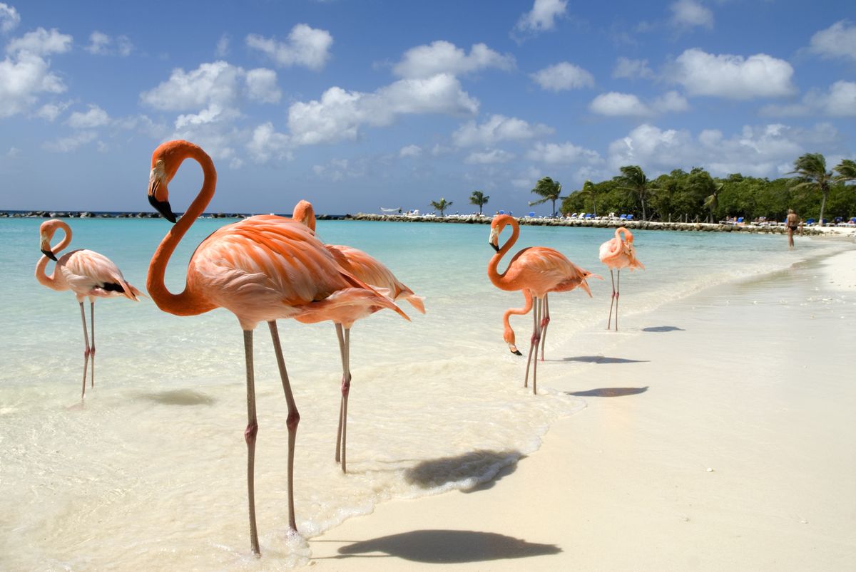 <p>Aruba is the ideal spot for a tropical vacation in June, since it sits south of the hurricane belt and only gets about 15 inches of rainfall each year (read: It's a pretty safe bet you'll have hot weather and get to enjoy the <a href="https://www.veranda.com/travel/g40432843/most-beautiful-caribbean-islands/">beautiful beaches</a>). This Caribbean island is a prime place for snorkeling and SCUBA diving, and there's a good chance you'll see sea turtles (nesting season runs from March through September). You can also head to Flamingo Beach on Renaissance Island for an Instagram-worthy pic.</p><p><a class="body-btn-link" href="https://www.bucuti.com/">Where to Stay: Bucuti and Tara Beach Resort</a></p>