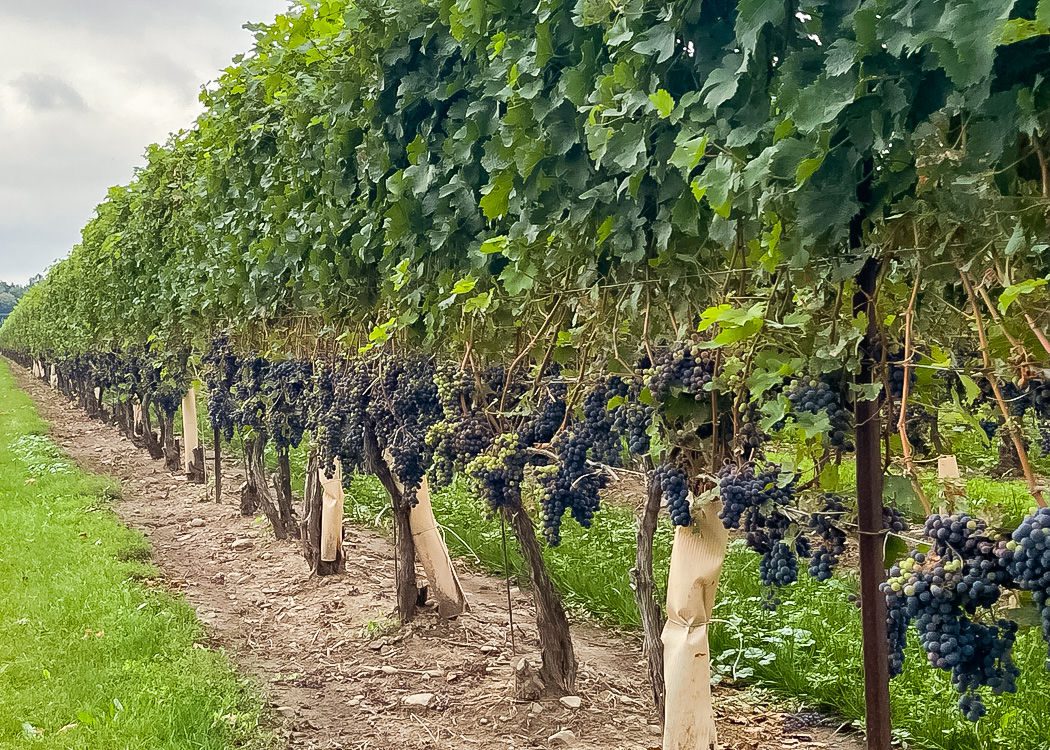 Uncorking Europe's Best Wine Regions: Hidden Gems & Top Producers