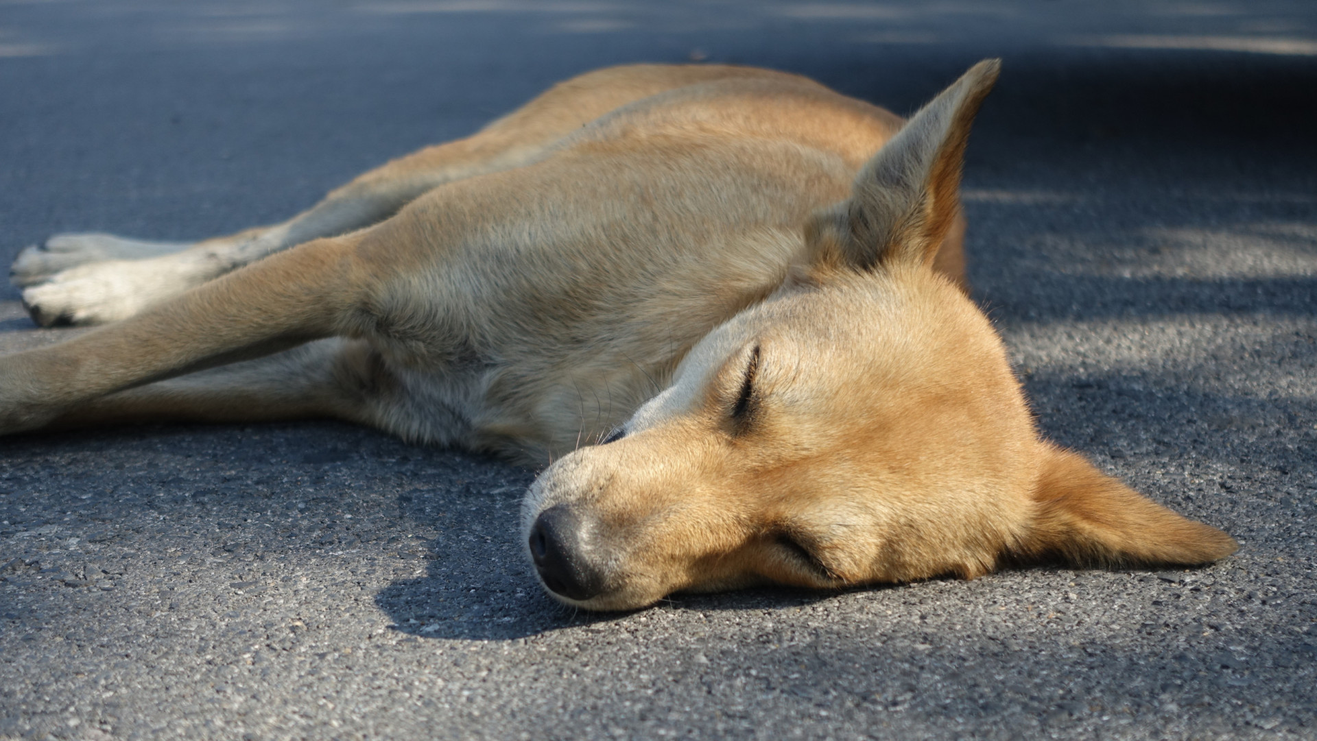 Pet first aid a basic guide to dealing with a pet emergency