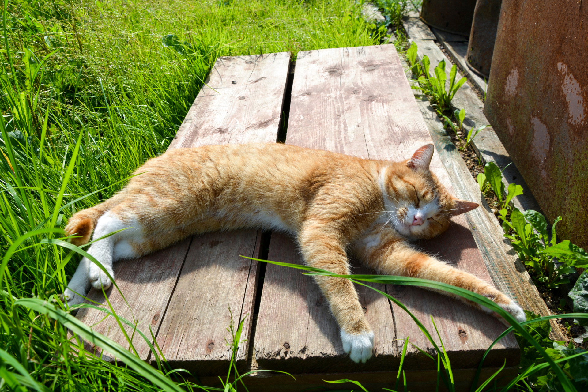 Pet first aid a basic guide to dealing with a pet emergency