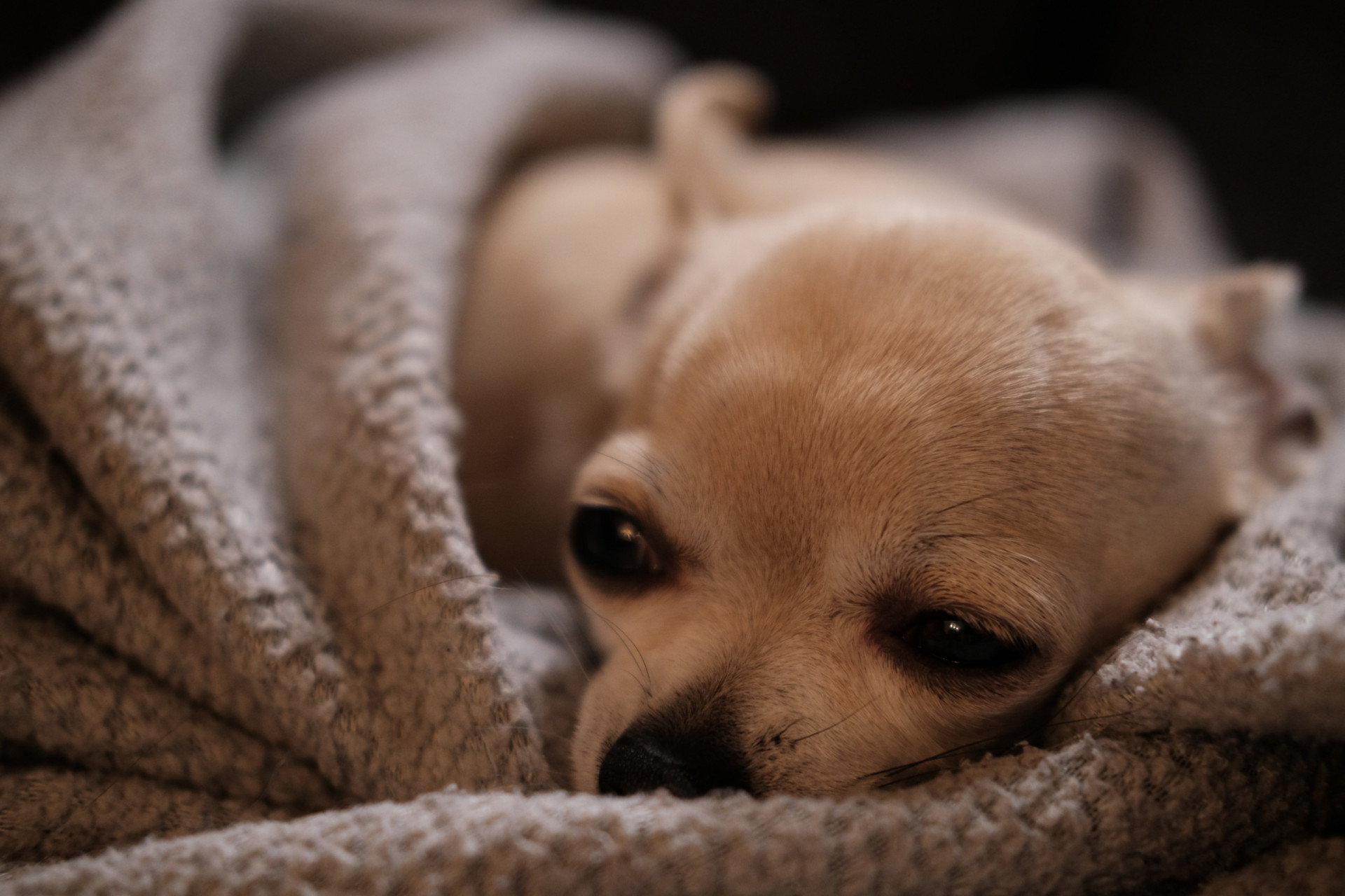 Pet first aid a basic guide to dealing with a pet emergency