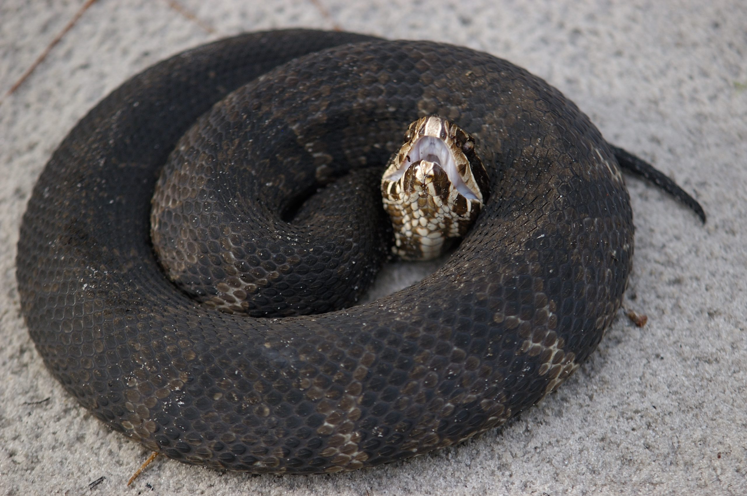 8 Types of Venomous Snakes in Your Yard