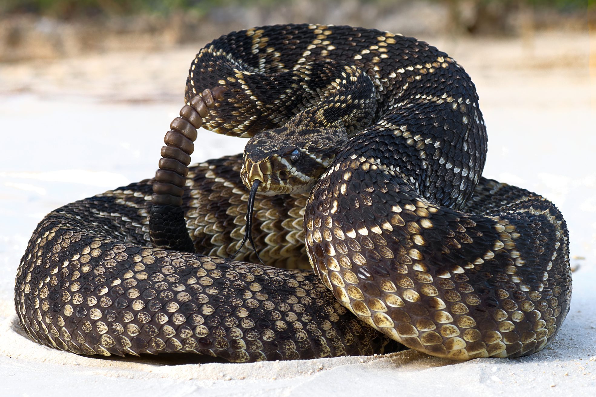 8 Types Of Venomous Snakes In Your Yard