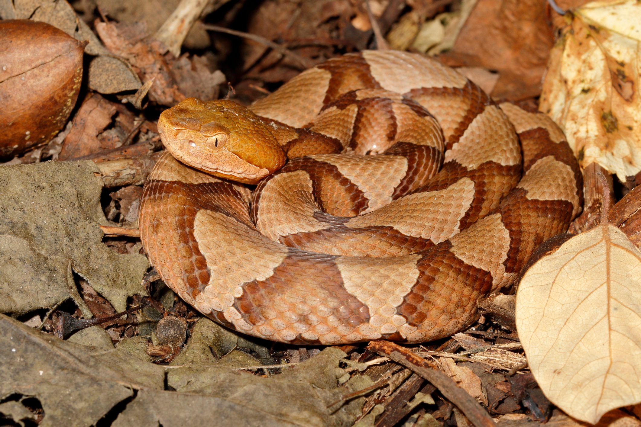 8 Types Of Venomous Snakes In Your Yard