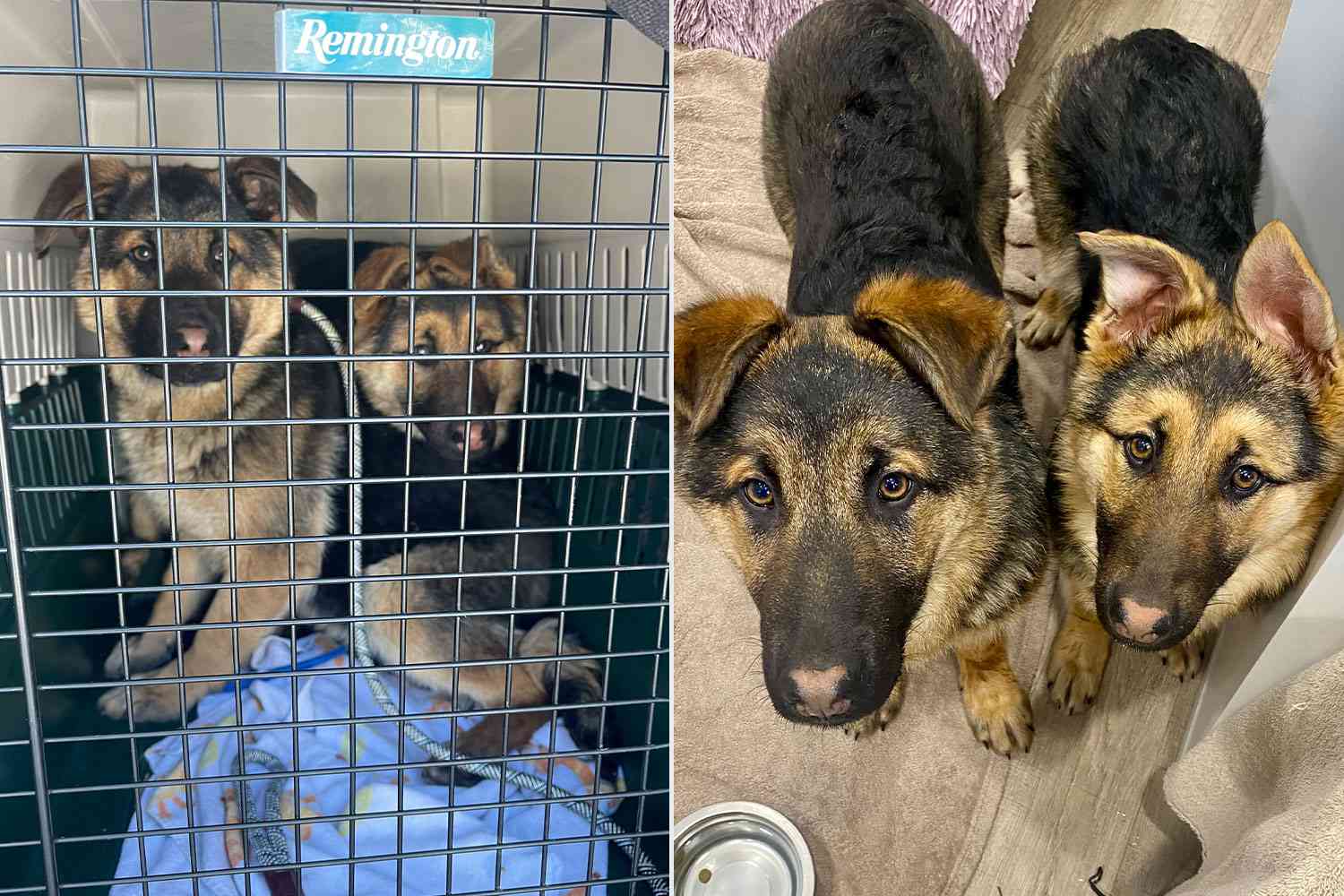 German Shepherd Puppies Found Cowering Under Stranger’s Porch on One of