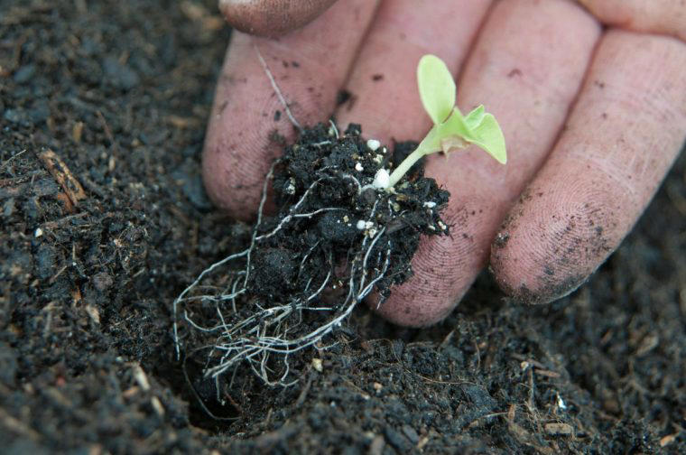 Why you should always plant more seeds than you need, according to a ...