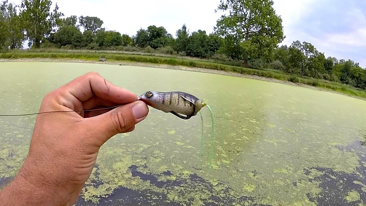 How Frog Bait Performs in Thick Grass Fishing