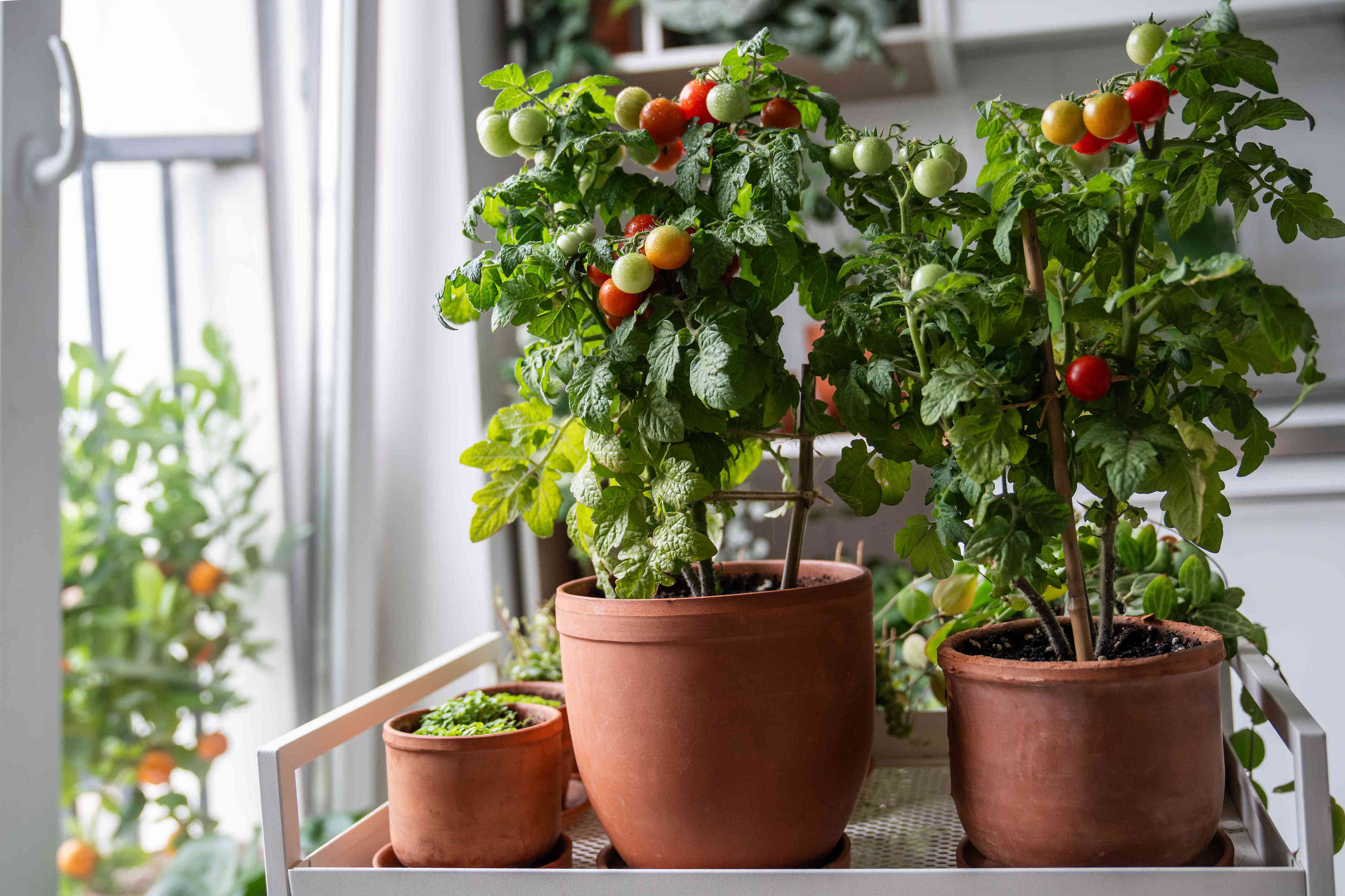 How to grow tomatoes indoors for vine-ripened fruit year-round