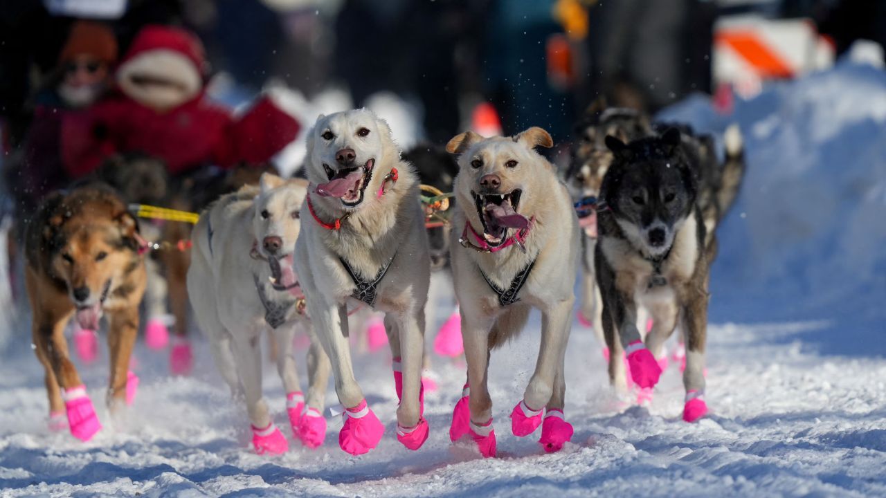 'Iditarod 2025' The famous dog race to longer due to lack of