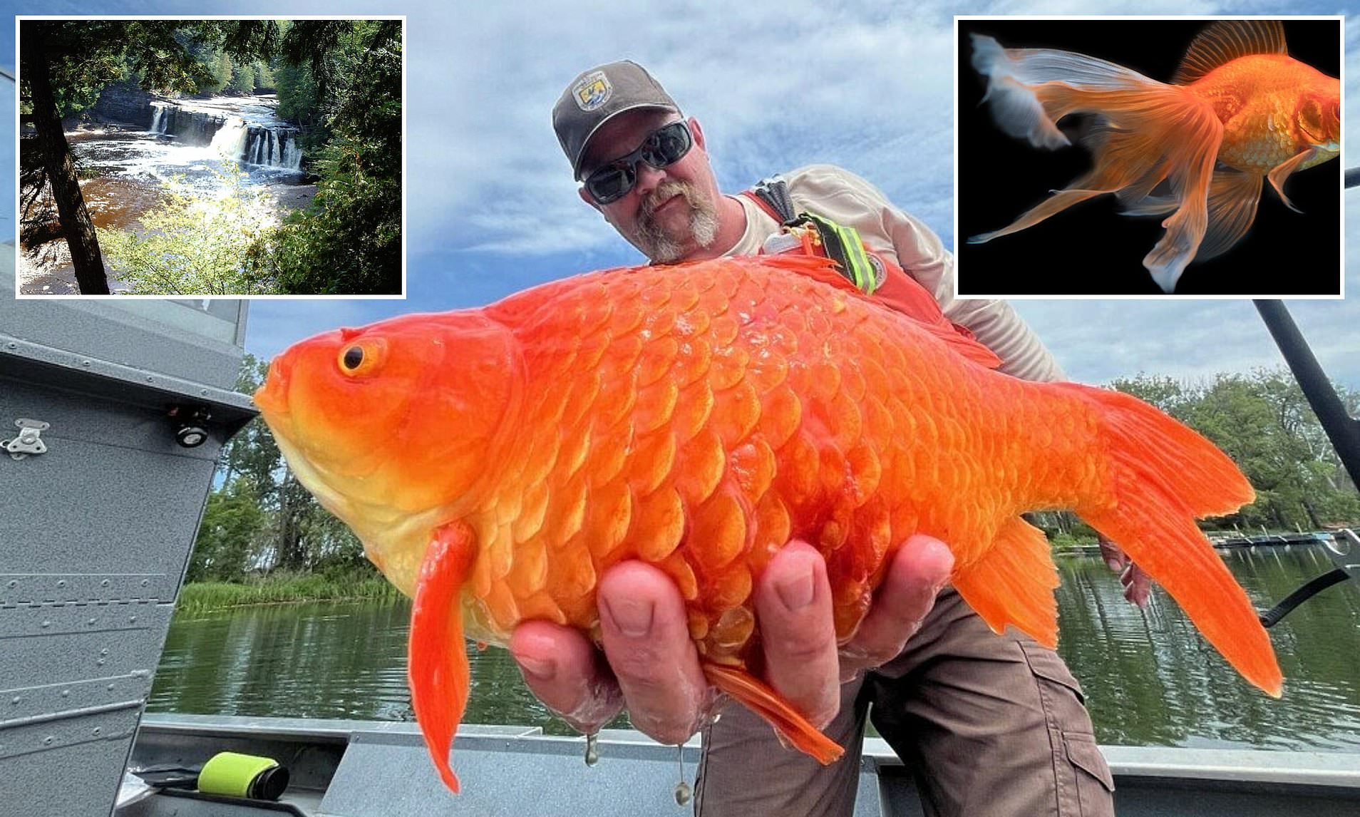 Wildlife officials issue warning after massive goldfish discovery(02)