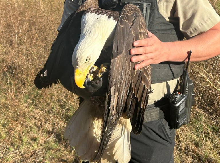 Officers rescue badly injured bald eagle in Apex