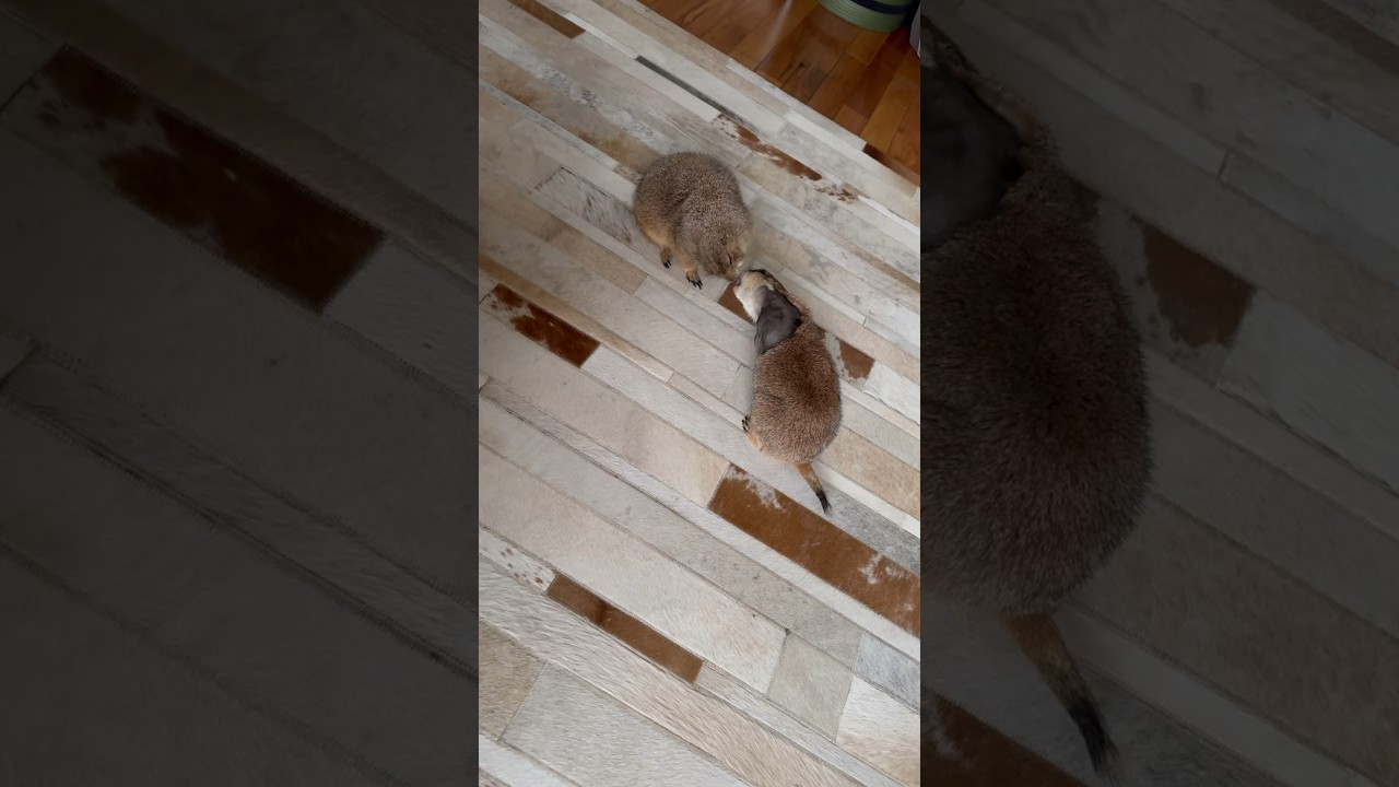 Prairie dogs Poppy and Paxton share a playful kissy face