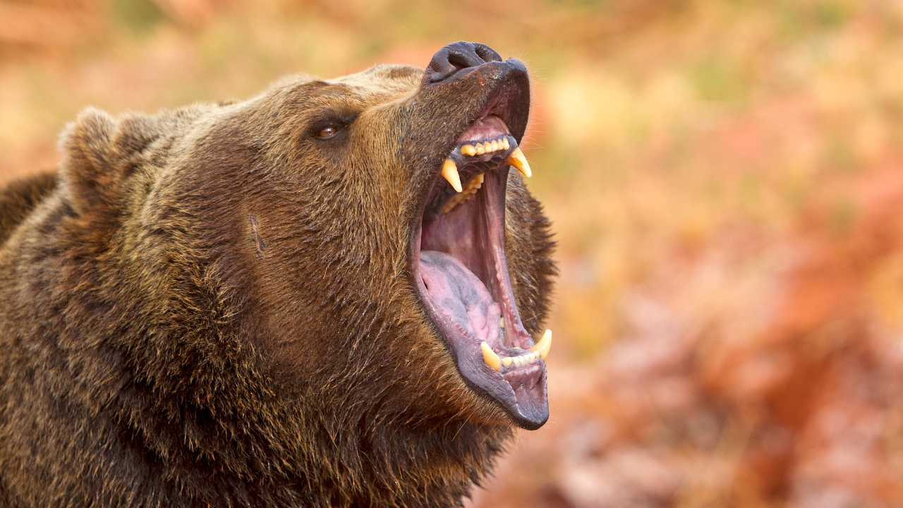 what-to-do-if-you-encounter-a-bear-in-the-wild