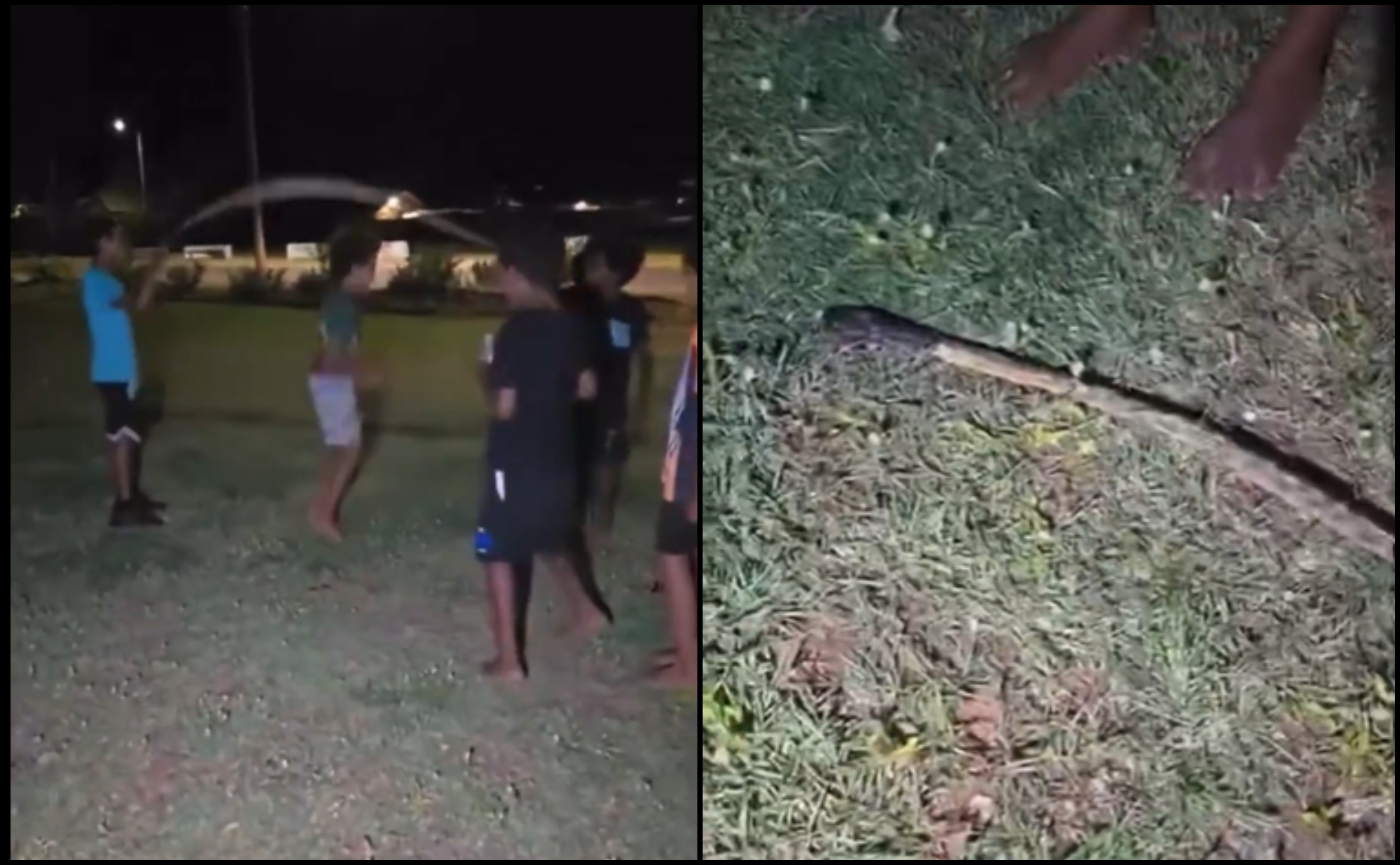 Viral Video Of Australian Kids Using A Dead Snake As A Skipping Rope ...