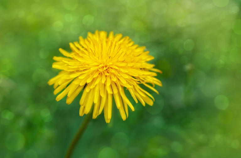 Gioco Di Carte Mao Mao - Amici Dei Cavalli - Equitazione - Foto 7