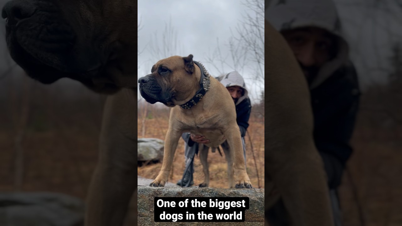 Watch One of the World’s Biggest Dogs in Action