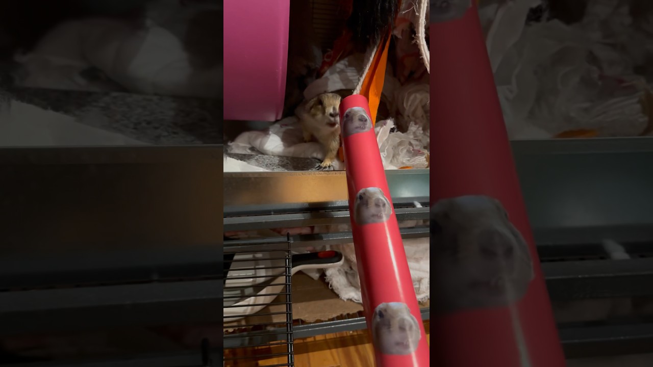 Cute prairie dog creates custom paper for adorable gifts