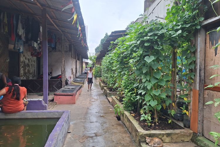 Warga eks Kampung Bayam akan kembali bertani jika sudah pindah ke rusun.