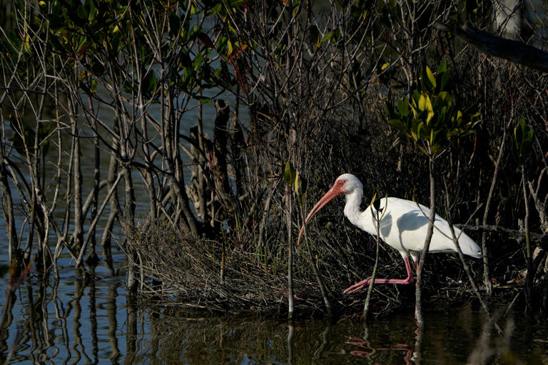 5 facts about the city of Sebastian, the home of Pelican Island ...
