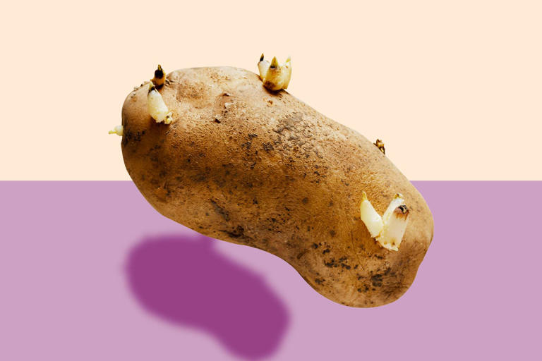 Is it safe to eat sprouted potatoes? A toxicologist settles the debate
