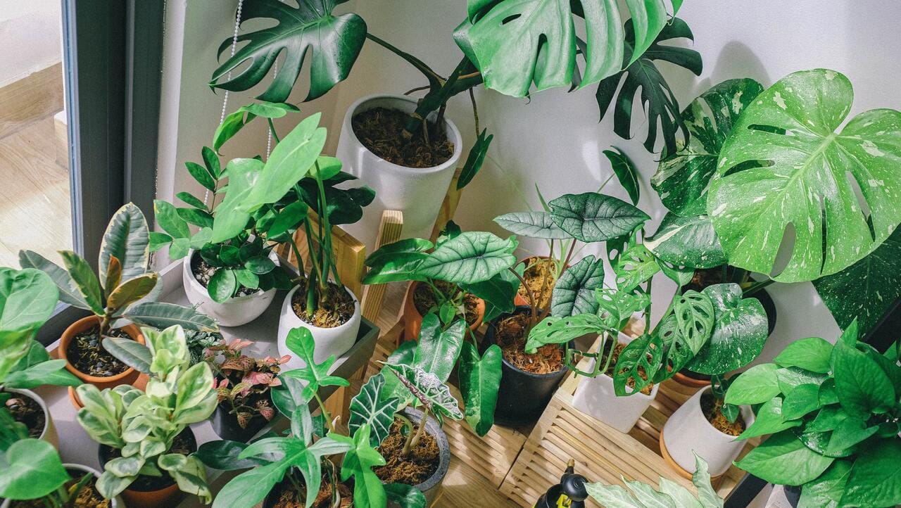 da-sala-ao-quarto-estas-s-o-as-12-plantas-perfeitas-para-ter-em-casa