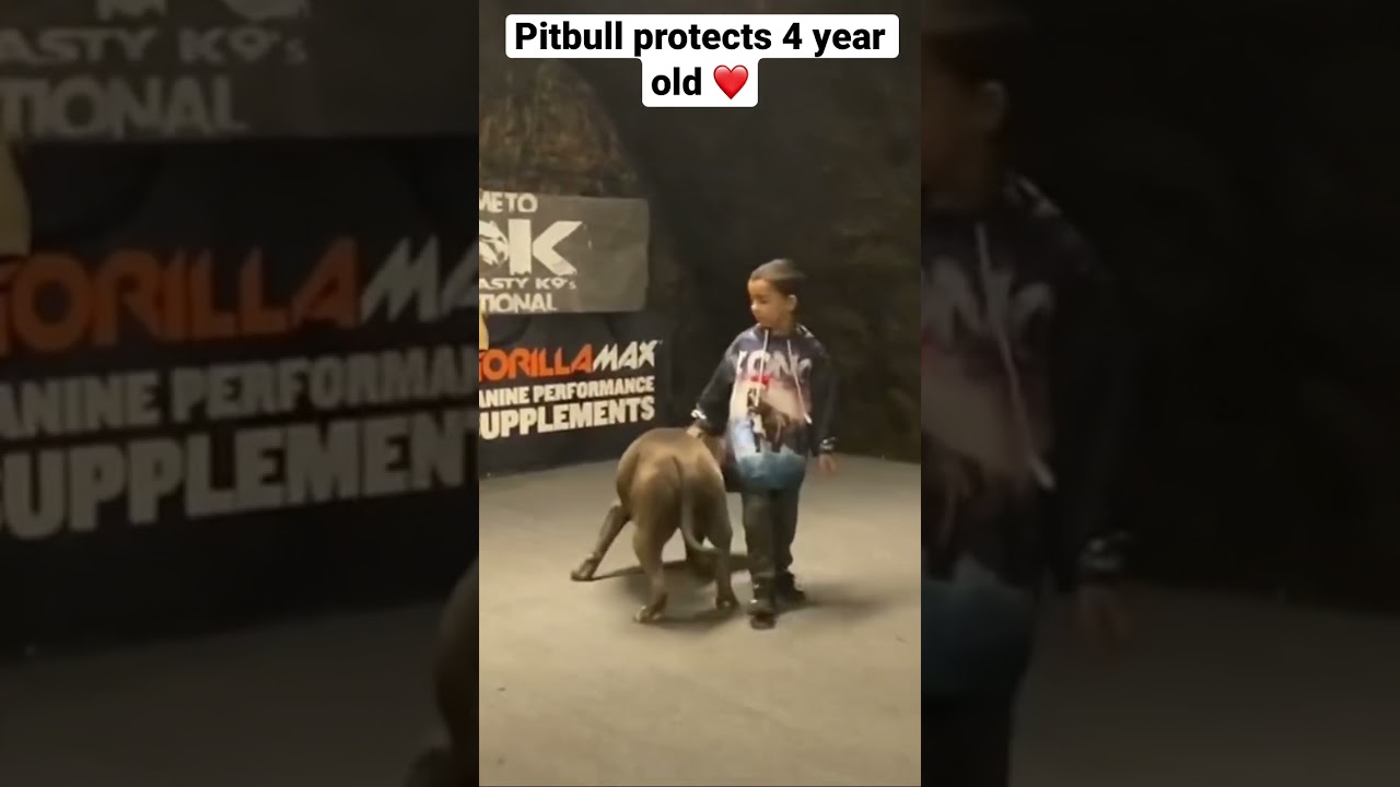 Four-year-old trains pit bull for fierce protection skills