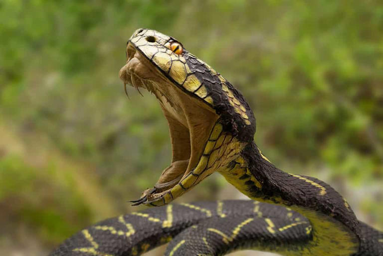 Fact or Fiction: Alcohol Will Make a Snake Release Its Bite