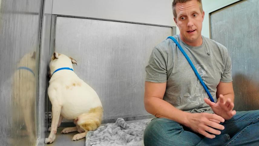 They Said this Pit Bull is a Lost Cause - Watch the Truth