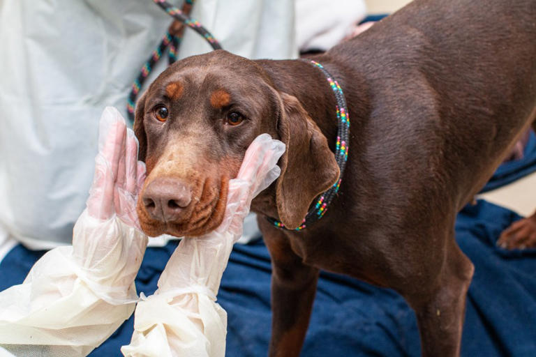 49 living, 17 dead dogs removed from Washington County breeding facility