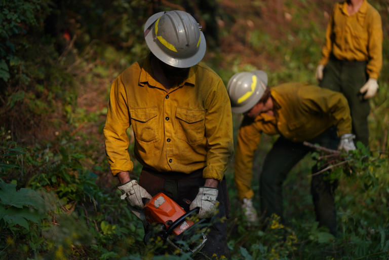 USFS employees clear brush as part of wildfire mitigation. Photo by Michael Gue / USFS