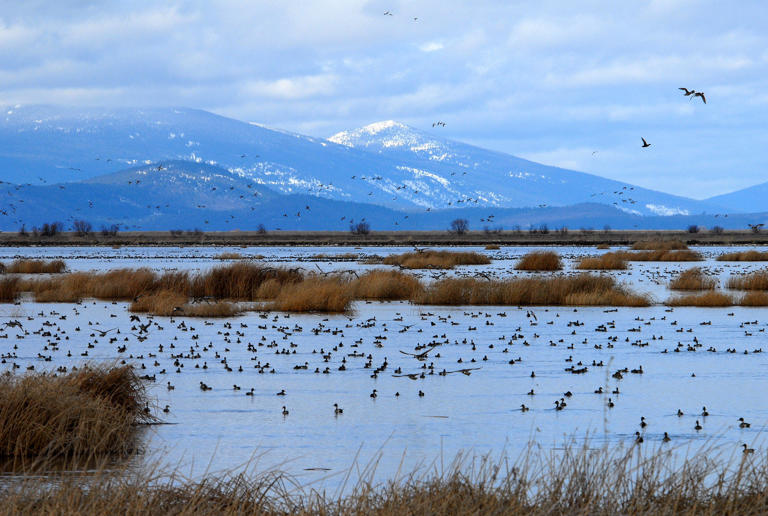 Pintails in the Lower Klamath NWR. Photo by USFWS