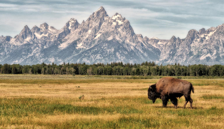A solitary wild bison walks in front of the Teton mountain range in Jackson Hole, Wyoming.