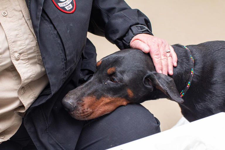 49 living, 17 dead dogs removed from Washington County breeding facility