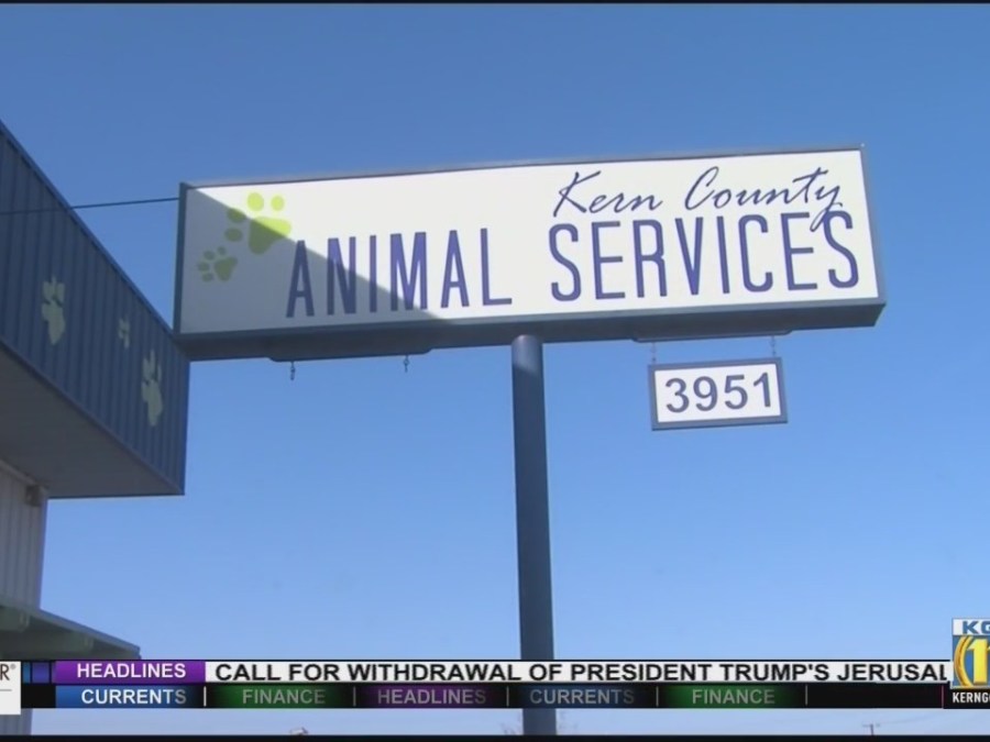 Kern County Animal Services to host 'Just 1 Dog' event to boost pet ...