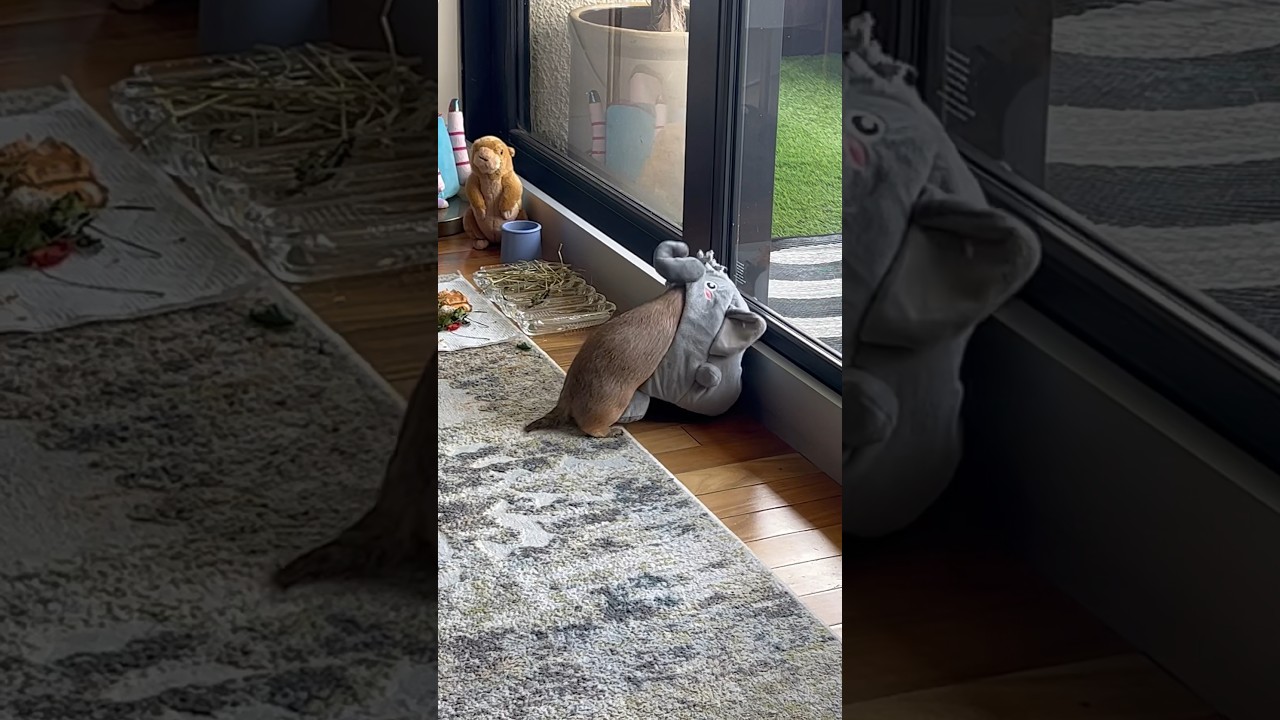 Prairie Dog Wiggles in Her Cozy Bed