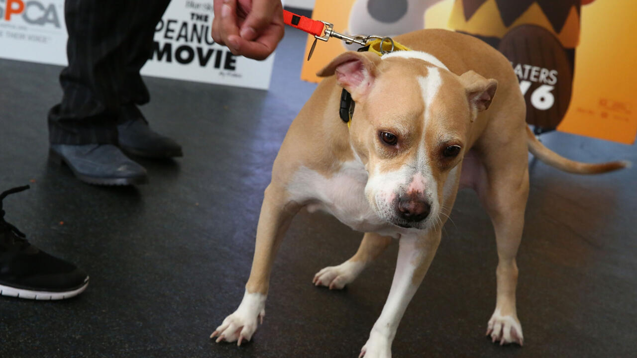 Dog shoots owner in bed(02)